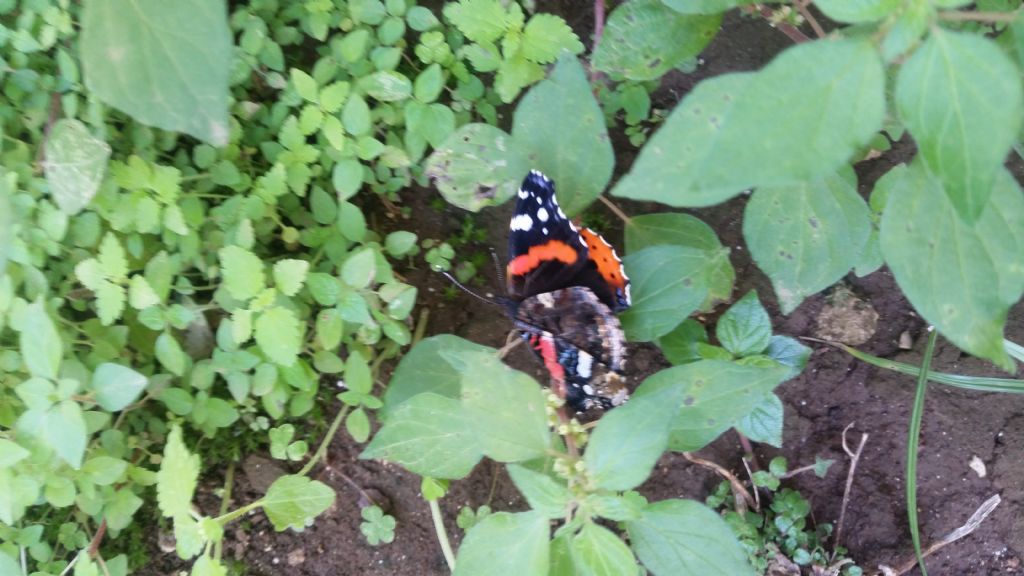 Farfalla vanessa atalanta